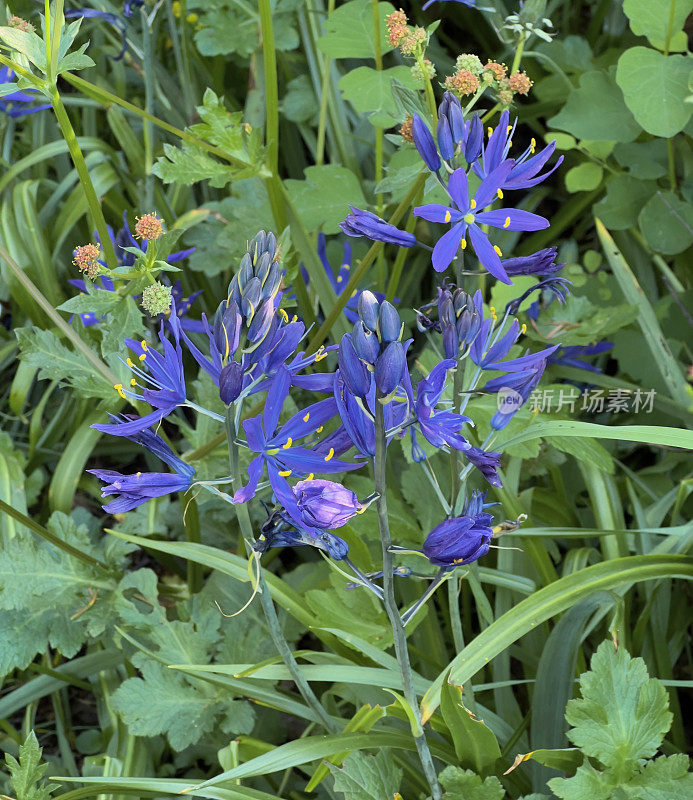 IMG_5316 Camassia